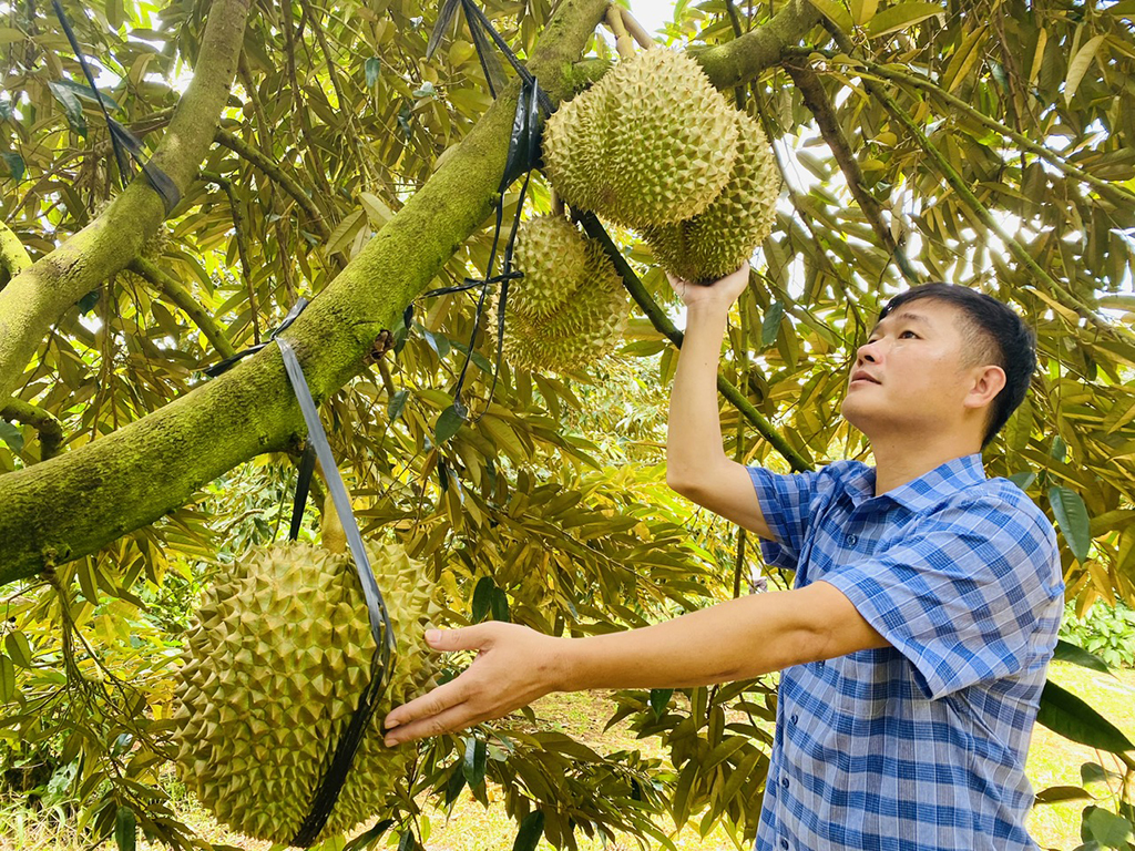 Trúng giá, nông dân ăn tết lớn- Ảnh 1.