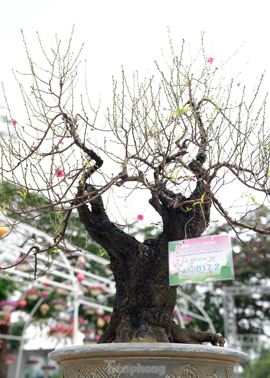 Chiêm ngưỡng những cây đào truyền thống ở Hà Nội lần đầu tiên 'dự thi sắc đẹp' ảnh 5