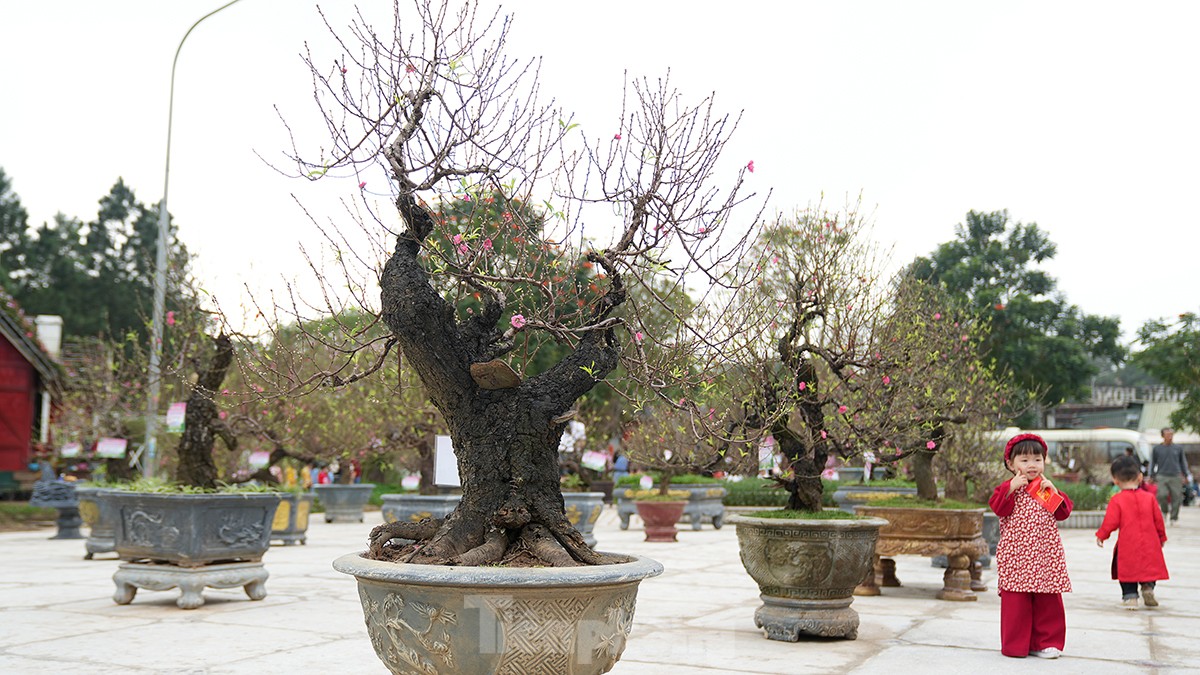 Chiêm ngưỡng những cây đào truyền thống ở Hà Nội lần đầu tiên 'dự thi sắc đẹp' ảnh 8