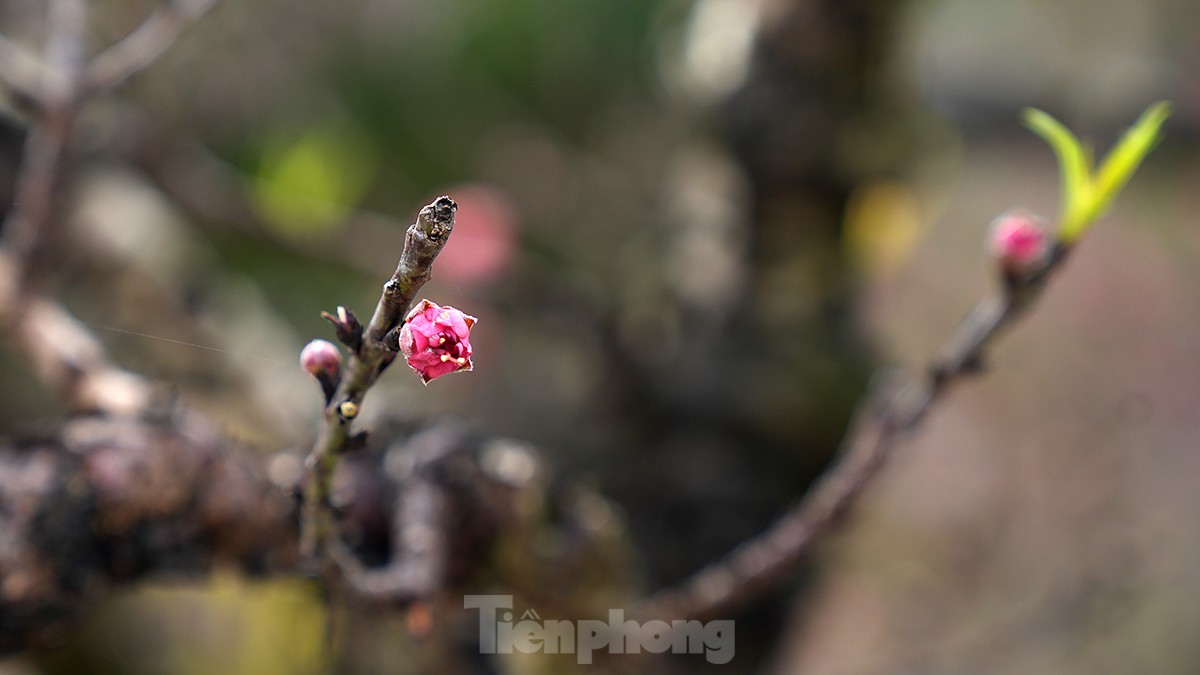 Chiêm ngưỡng những cây đào truyền thống ở Hà Nội lần đầu tiên 'dự thi sắc đẹp' ảnh 16