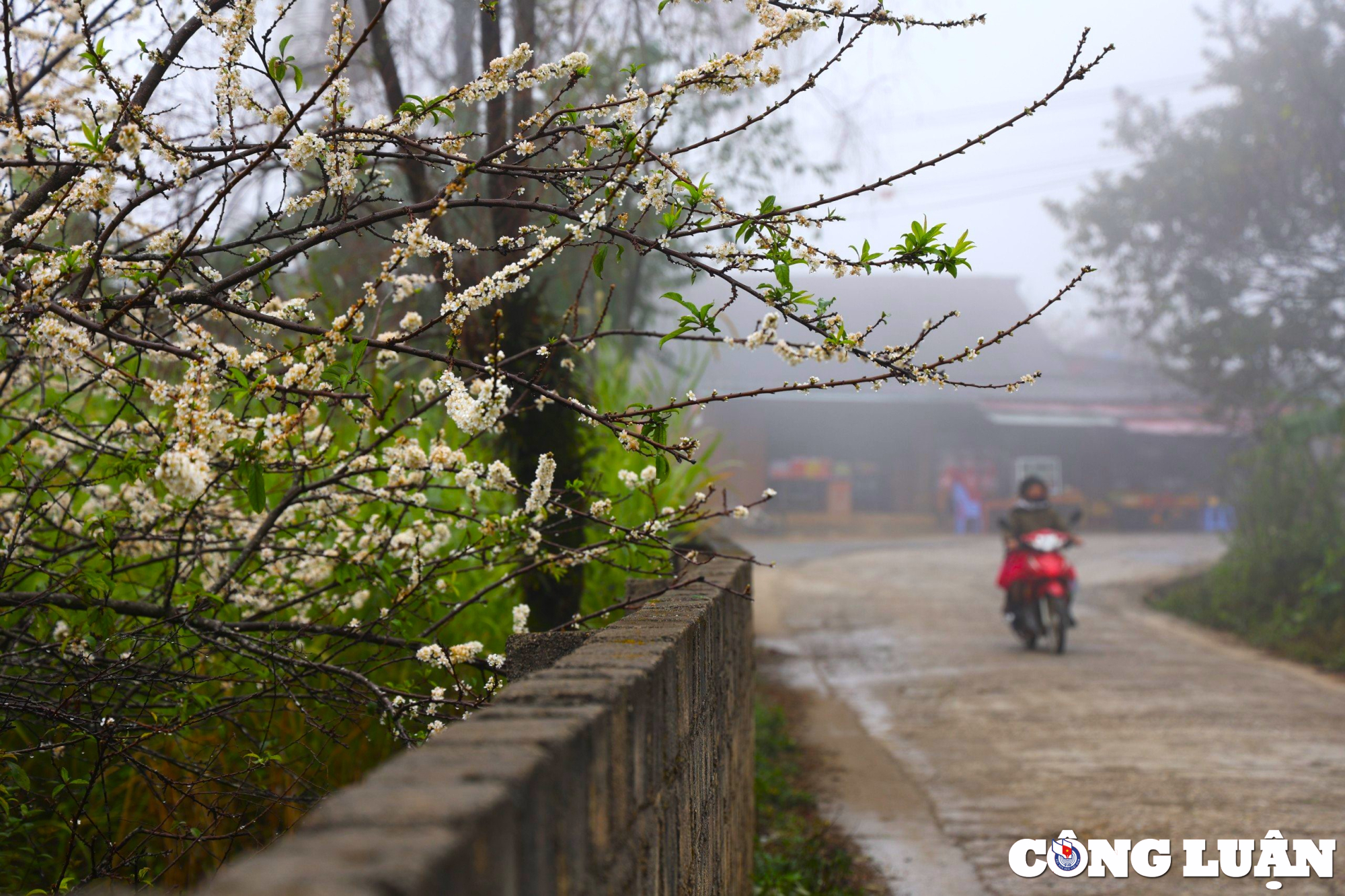 hoa man o thung lung hang kia no trang to diem sac xuan tren ban nguoi mong hinh 3