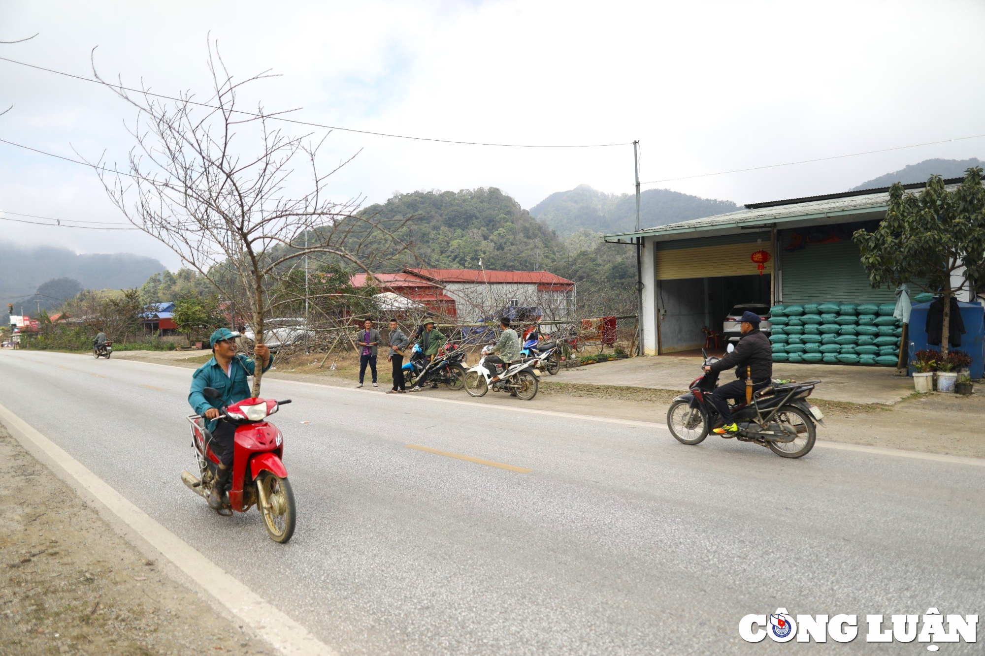 hoa man o thung lung hang kia no trang to diem sac xuan tren ban nguoi mong hinh 14