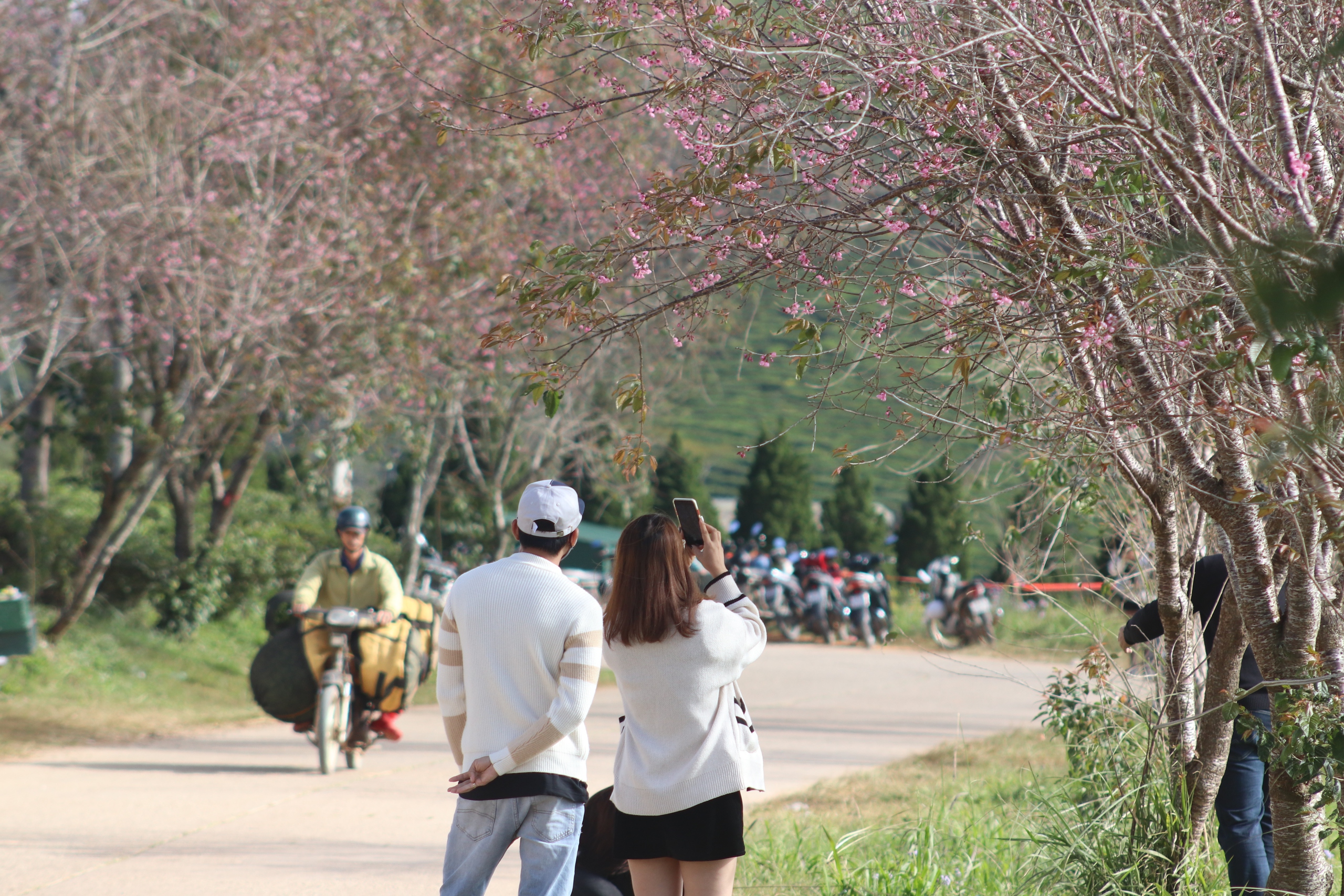 Du khách Đà Lạt mong ngóng hoa mai anh đào bung nở- Ảnh 5.