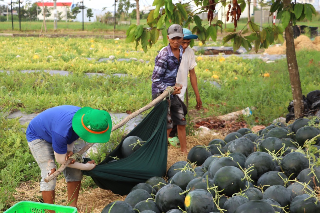 Tuyệt chiêu vận chuyển dưa hấu Tết bằng võng  - 3