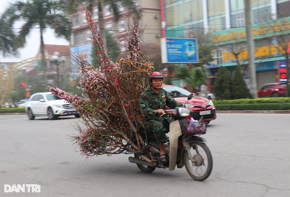 Nghệ An: Vắng bóng khách mua, người bán đào treo biển xả lỗ  - 5