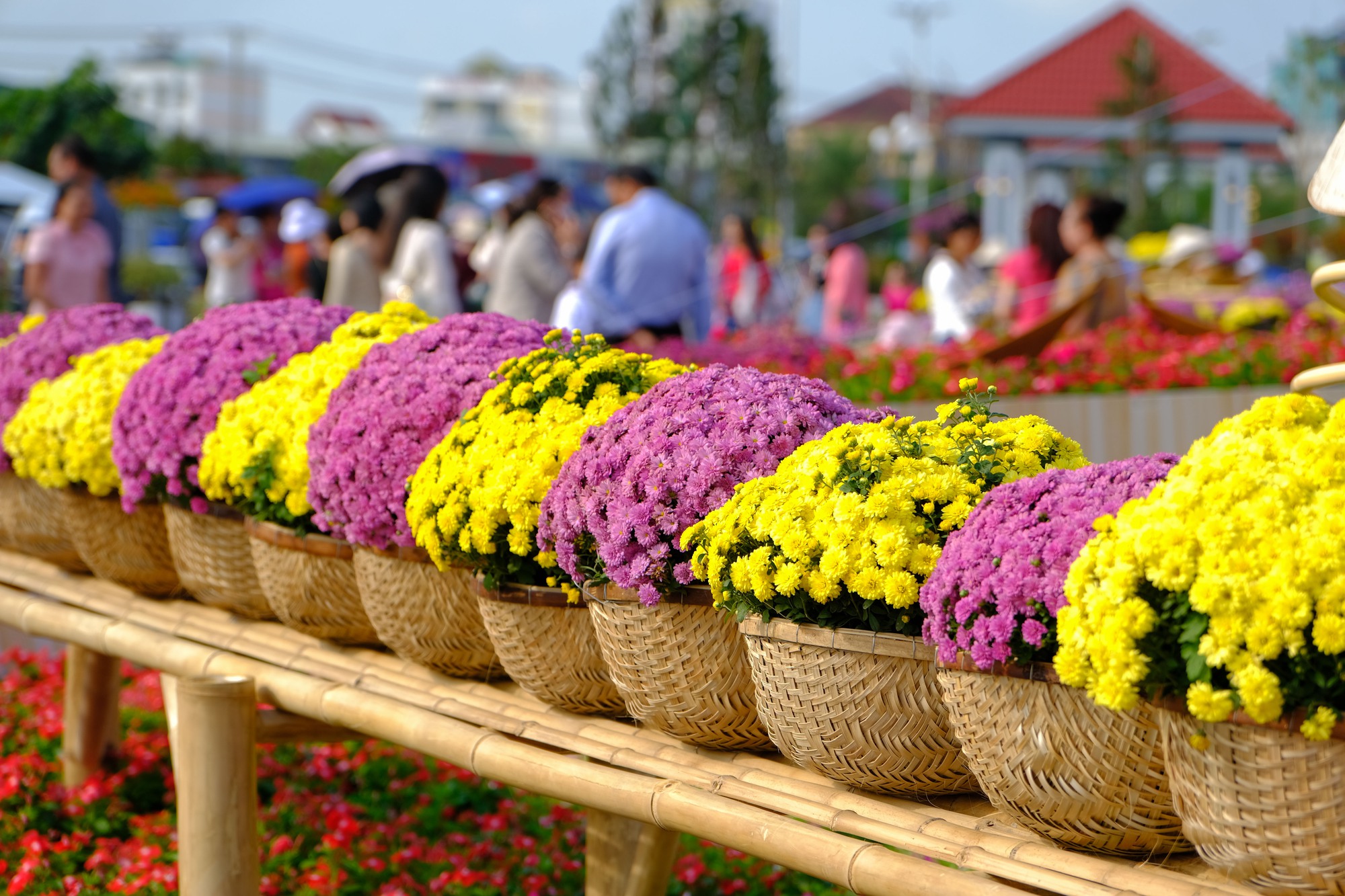 Làng hoa Sa Đéc tưng bừng sắc màu - Ảnh 14.