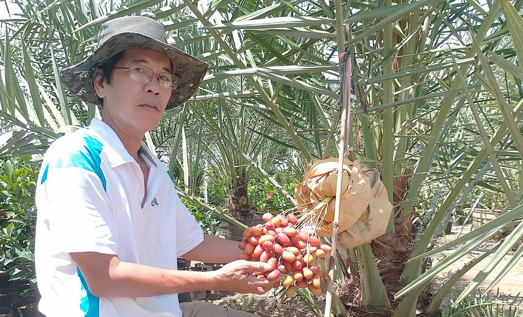 Bỏ nghề điện ảnh, bén duyên với cây chà là - Ảnh 3.