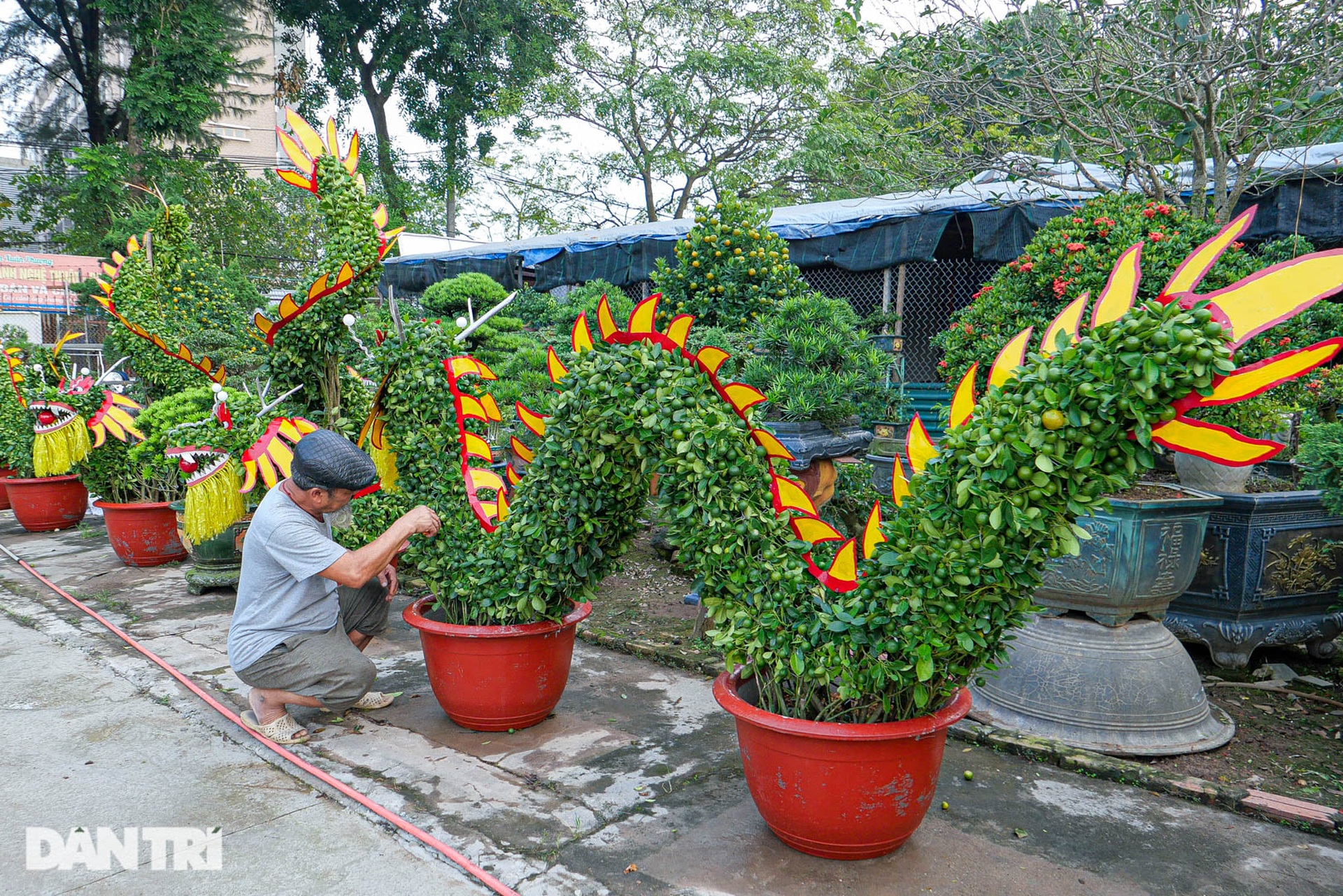 Cây quất cảnh dáng rồng bay uốn lượn độc đáo của lão nông Hà Nội - 9