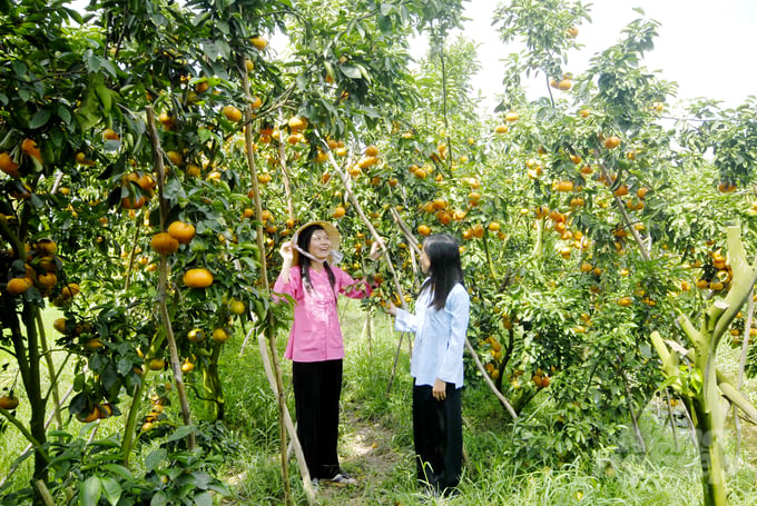 Những ngày giáp Tết Nguyên đán Giáp Thìn 2024, đến các xã như Long Hậu, Tân Phước, Tân Thành… nơi nào cũng thấy quýt chín rợp vườn, cây nào cũng trĩu quả, căng tròn và mọng nước.