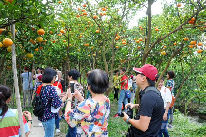 Nhiều du khách tranh thủ những ngày chưa cận Tết đến vườn quýt hồng chụp ảnh lưu niệm. Để phục vụ tốt nhu cầu khách tham quan, chủ vườn còn phục vụ các món ăn dân dã mang đậm hương vị đồng quê như cá lóc, gà, nước ép quýt, rượu quýt…