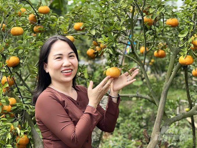 Ông Lưu Văn Tín, Giám đốc HTX quýt hồng Lai Vung cho biết: Ngoài việc canh tác quýt hồng bán trái, làm du lịch, vài năm nay, nông dân Lai Vung còn sản xuất quýt hồng kiểng đưa vào chậu để phục vụ người dân chơi kiểng Tết.