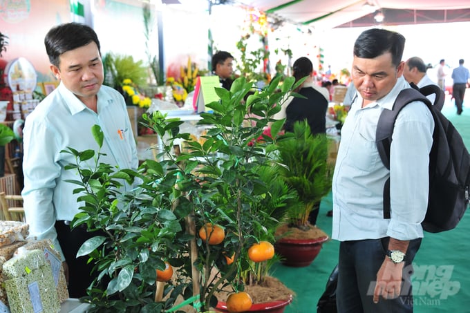 Đặc sản cây quýt hồng kiểng Lai Vung hấp dẫn thị trường Tết. Ảnh: Lê Hoàng Vũ.