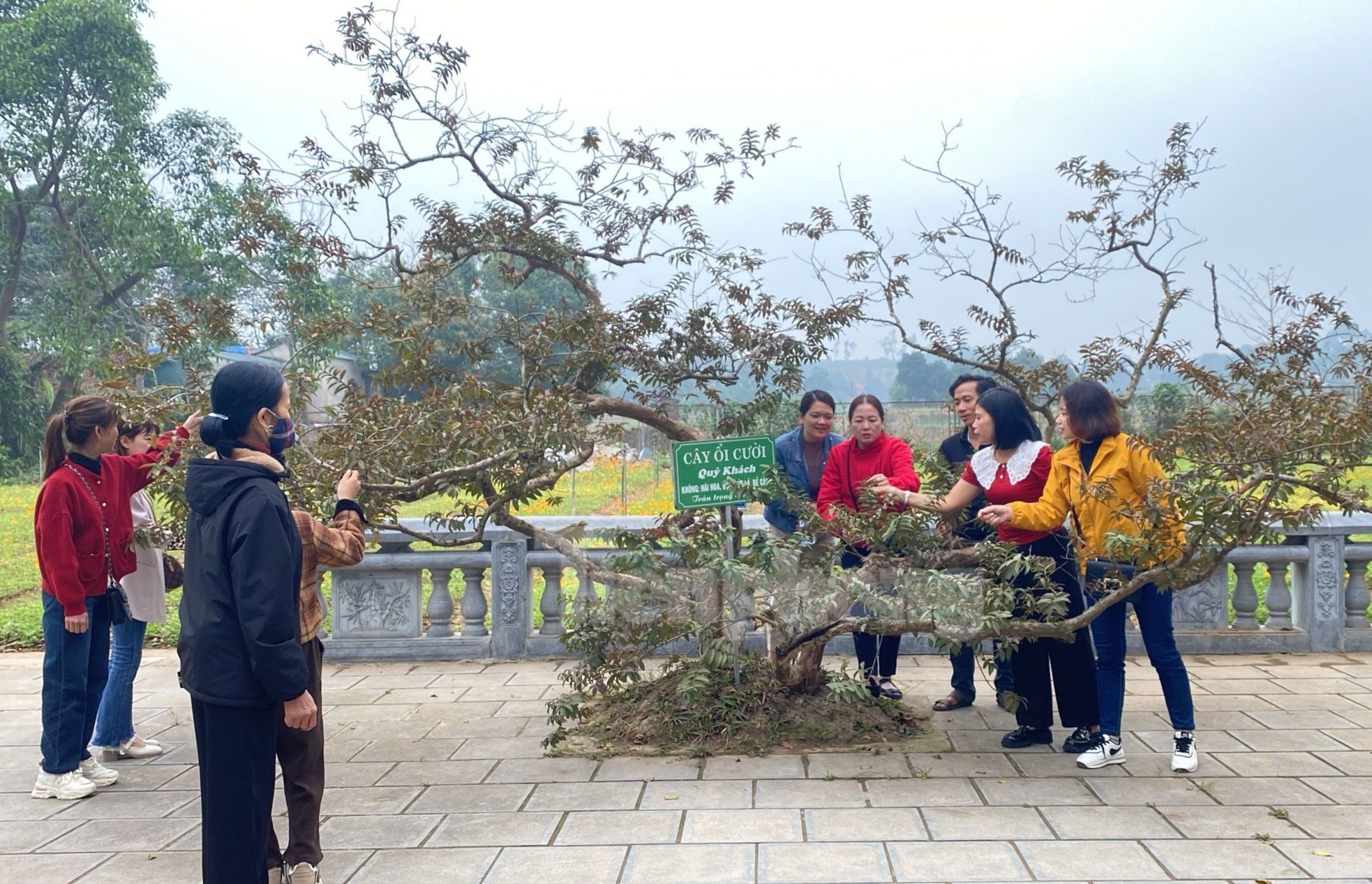 Cây ổi 'biết cười' gây tò mò ở Yên Bái ảnh 8