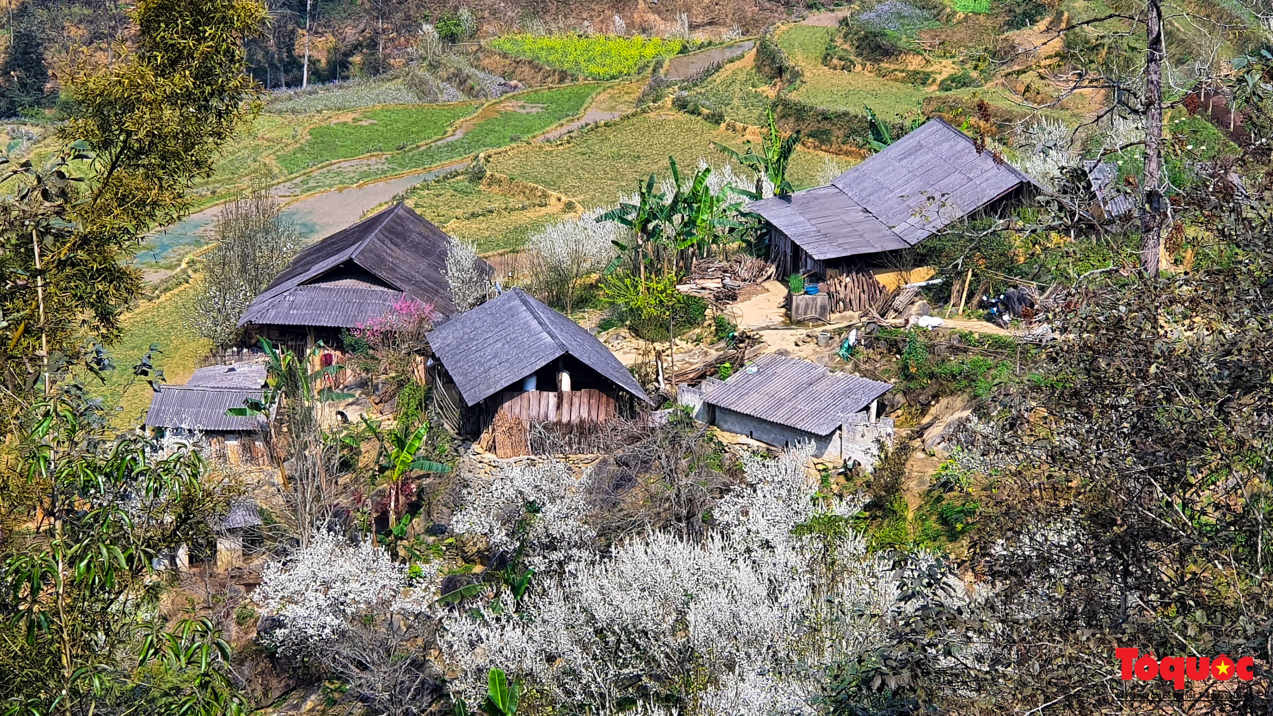 Lạc lối vào mùa hoa mận đẹp say lòng người trên cao nguyên trắng Bắc Hà - Ảnh 7.