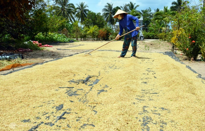 Bà Rít cho biết do thu hoạch trễ, lúa mất vài trăm ký mỗi công. Ảnh: An Minh