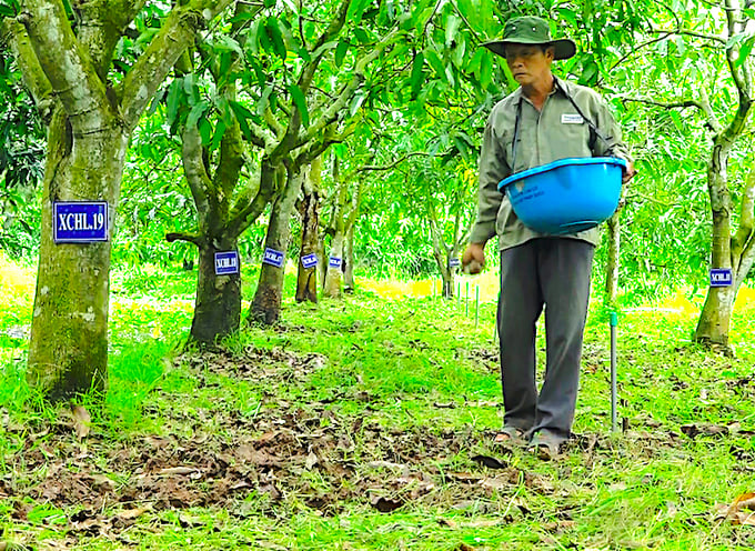 Chăm sóc vườn xoài cát Hòa Lộc được công nhận đầu dòng. Ảnh: Minh Đảm.