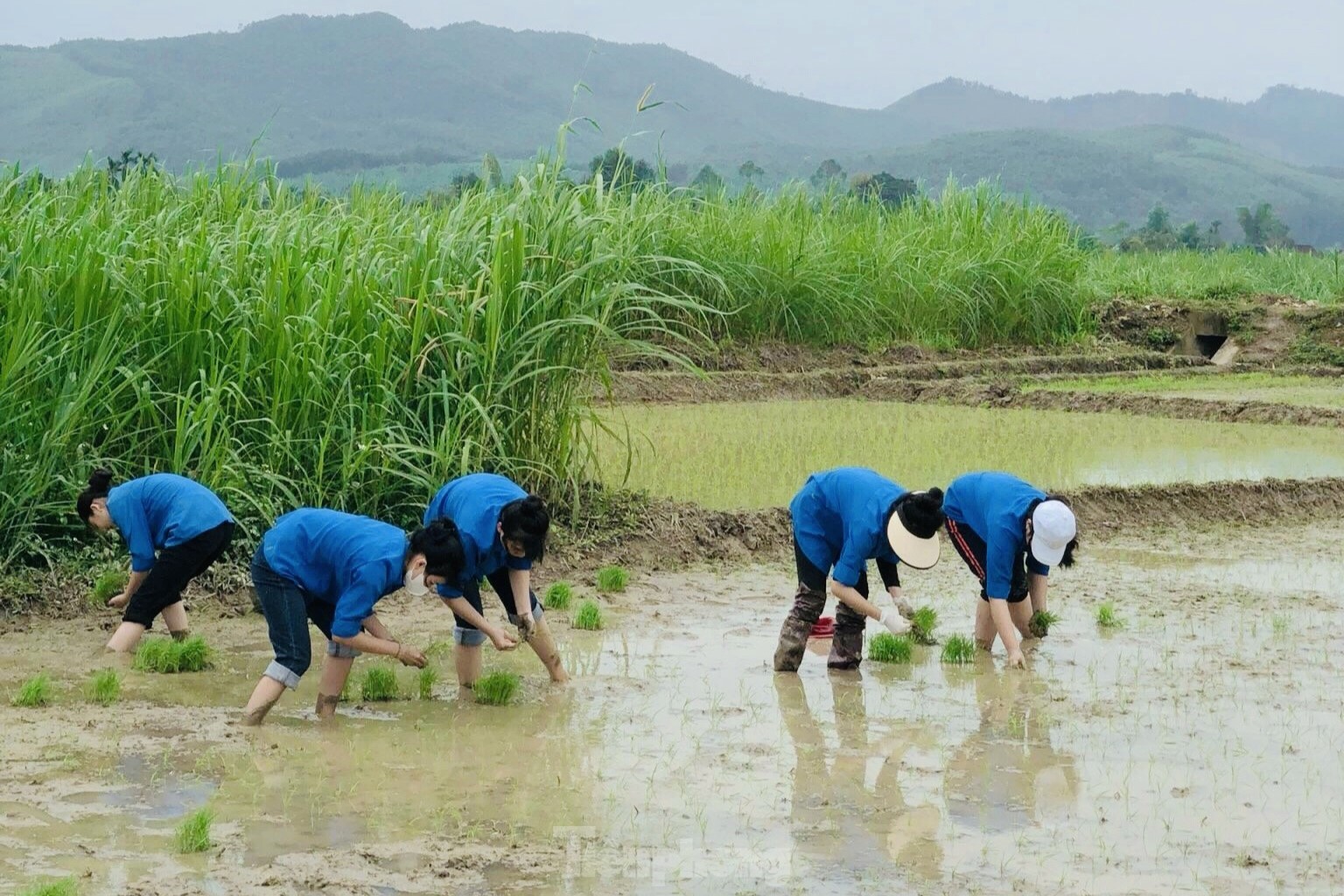 'Áo xanh' lội bùn cấy lúa giúp người dân giữa trời mưa rét ảnh 2