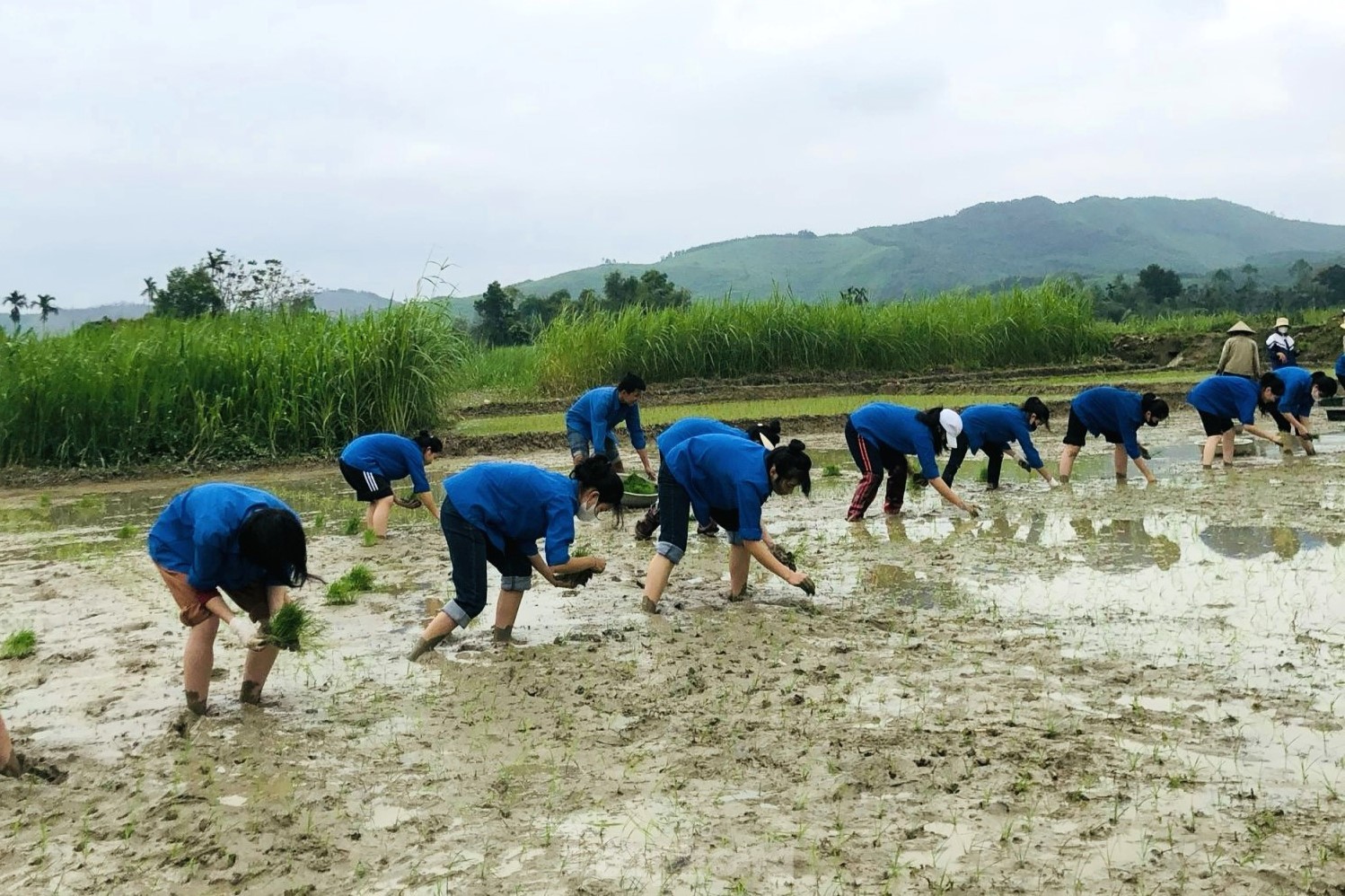 'Áo xanh' lội bùn cấy lúa giúp người dân giữa trời mưa rét ảnh 5