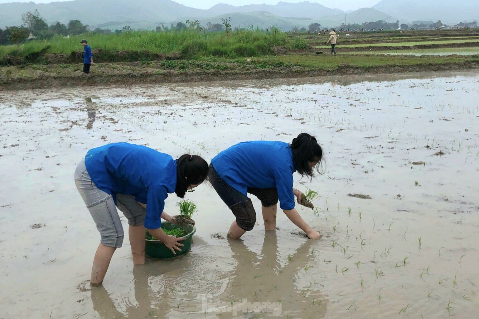 'Áo xanh' lội bùn cấy lúa giúp người dân giữa trời mưa rét ảnh 6