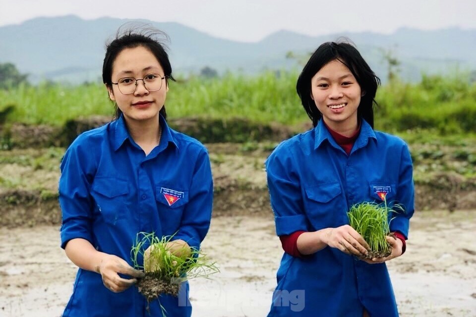 'Áo xanh' lội bùn cấy lúa giúp người dân giữa trời mưa rét ảnh 8