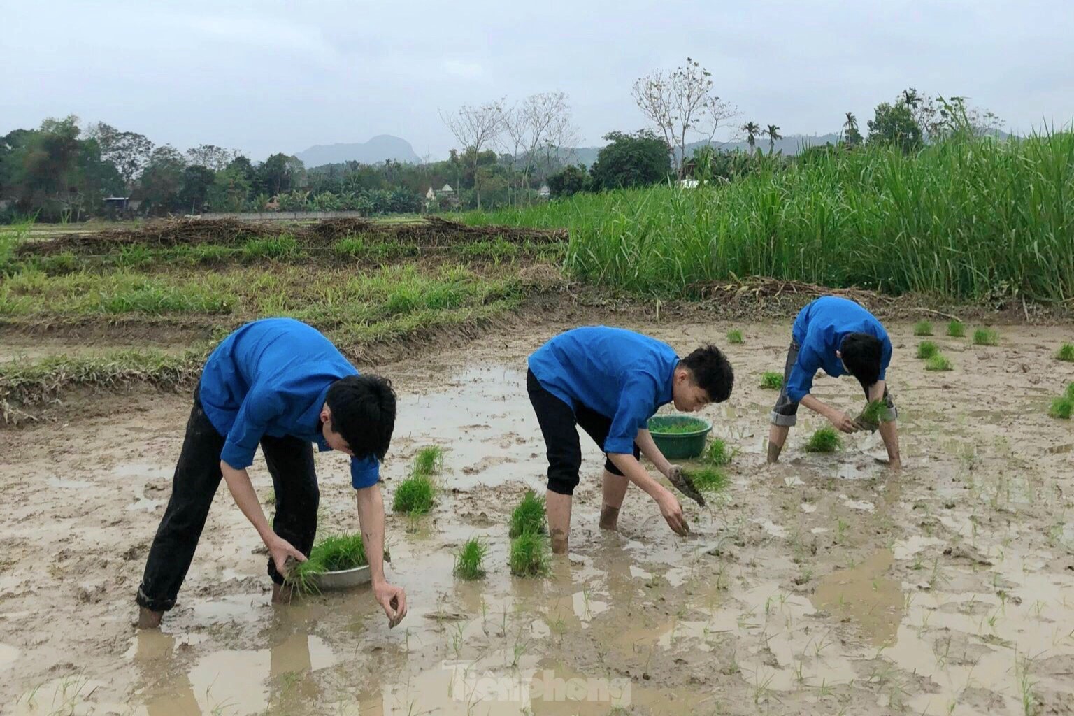 'Áo xanh' lội bùn cấy lúa giúp người dân giữa trời mưa rét ảnh 7