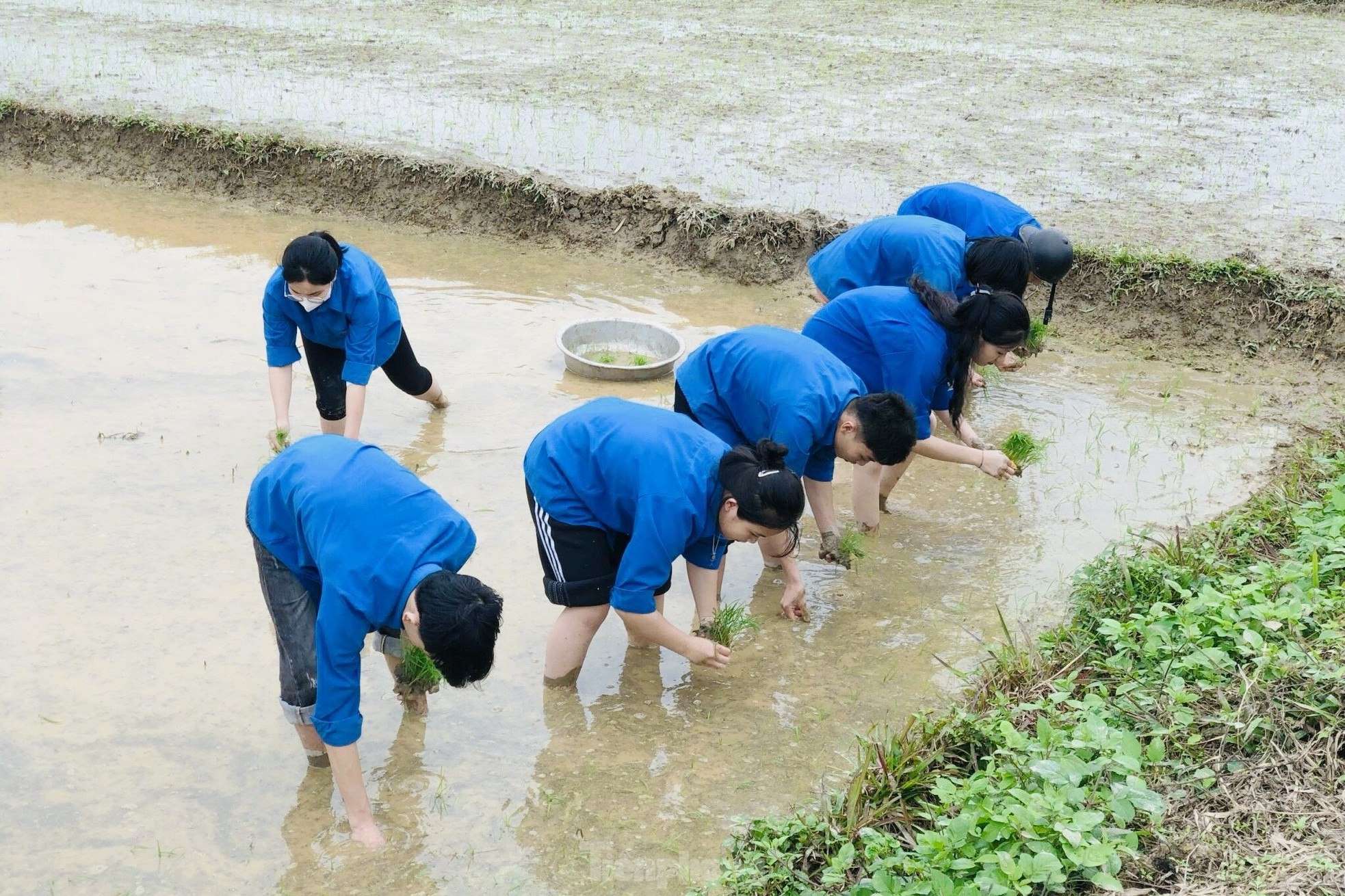 'Áo xanh' lội bùn cấy lúa giúp người dân giữa trời mưa rét ảnh 9