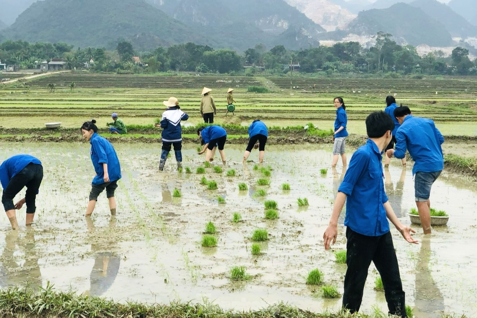 'Áo xanh' lội bùn cấy lúa giúp người dân giữa trời mưa rét ảnh 10