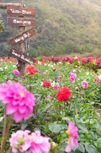 lac vao vuon dia dang tran gian tai noi dat lanh chim dau thung nham hinh 2