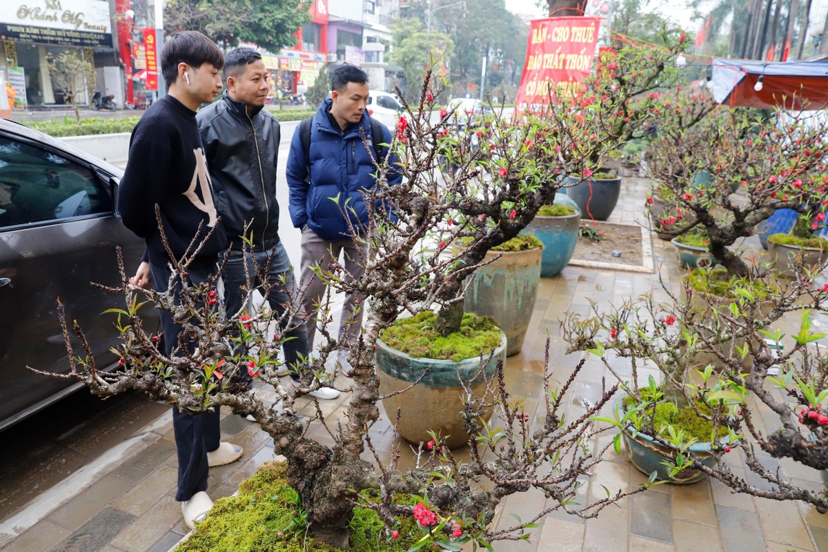 Đào cổ 'vương giả' Tây Bắc về Hà Nội giá trăm triệu đồng ảnh 9