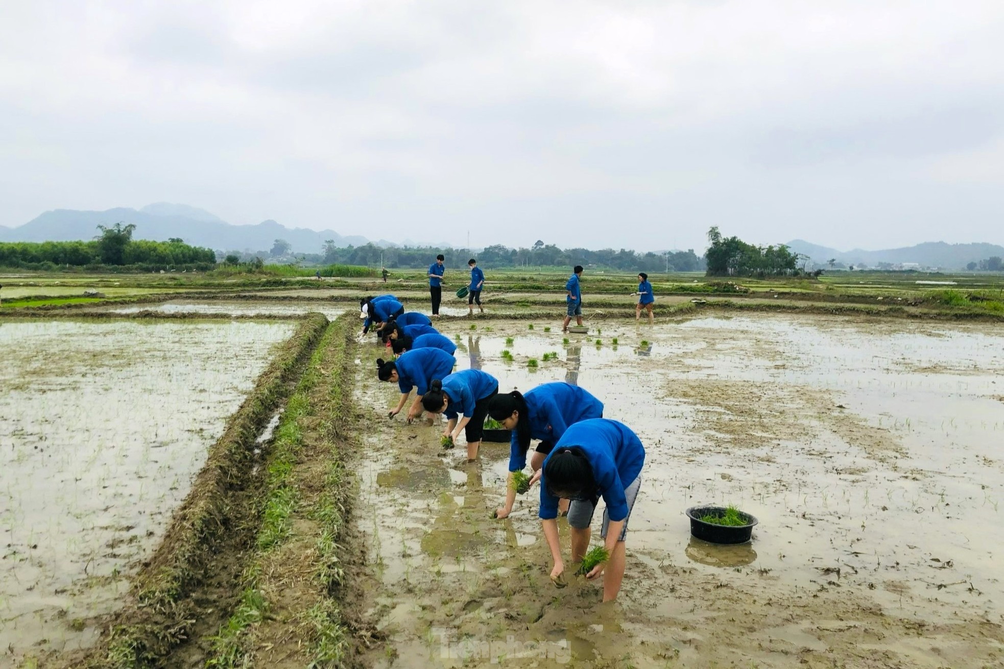 'Áo xanh' lội bùn cấy lúa giúp người dân giữa trời mưa rét ảnh 1