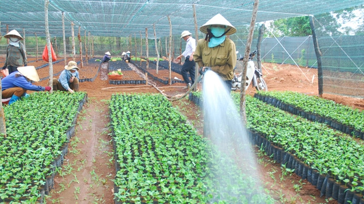 Cà phê Việt Nam - loay hoay từ giống