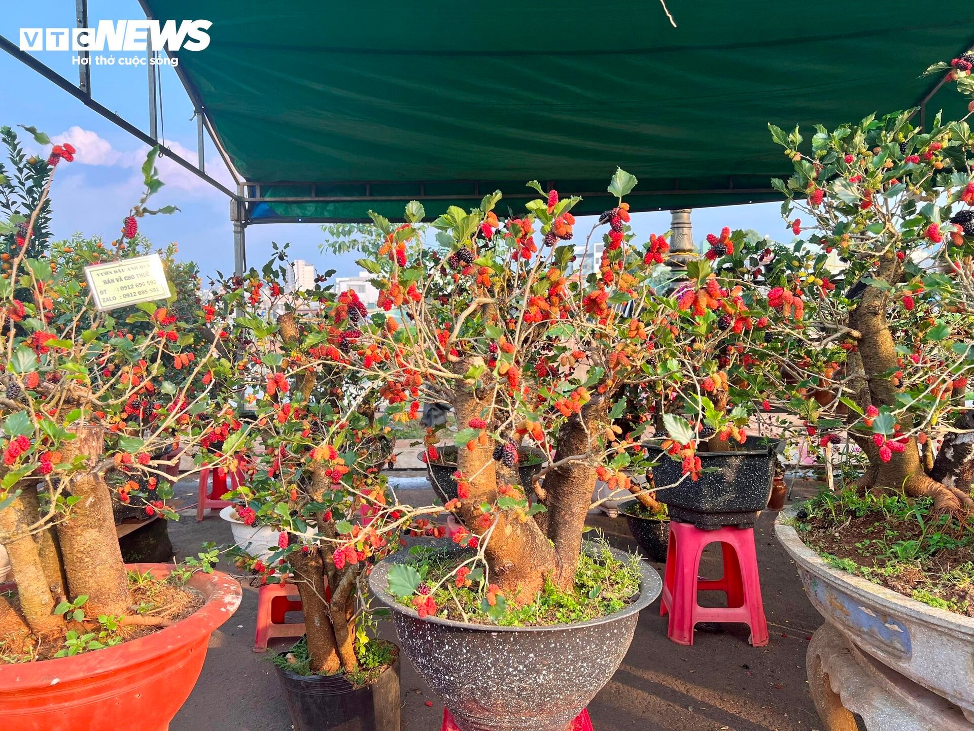 Bonsai dâu tằm dáng 'siêu độc', bán giá hàng chục triệu đồng/cây - 1