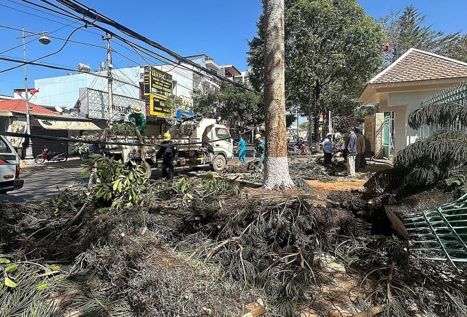 Hiện trường cây xanh đè cô gái trên đường Phan Chu Trinh, TP Buôn Ma Thuột. Ảnh: Ngọc Oanh