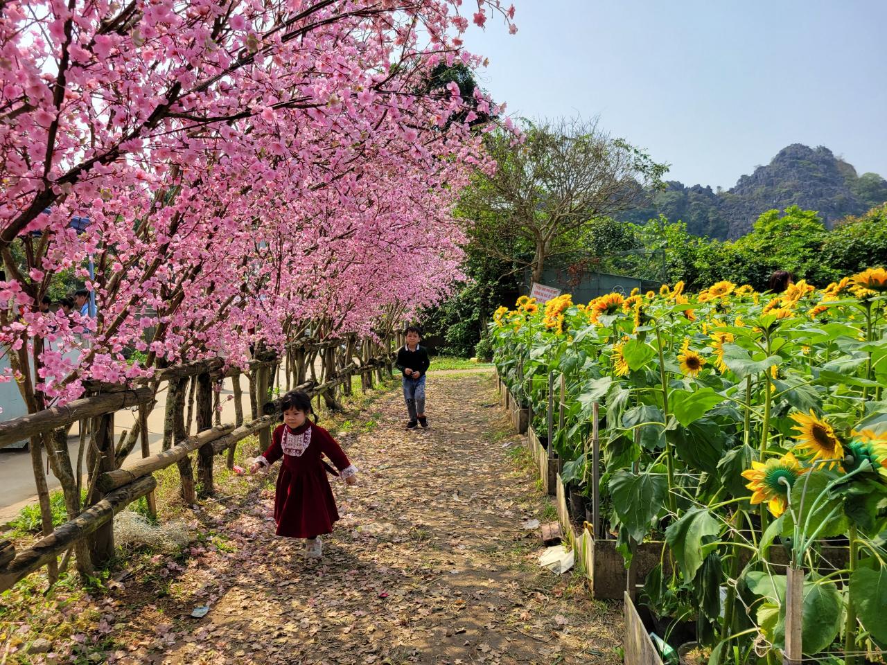 Ngoài đi chùa cầu may, vui chơi lễ hội ở Tết xưa làng cổ, đến làng cổ Đông Sơn du khách còn được tham quan, check-in với tại khu du lịch Động Tiên Sơn. Ngay từ cổng khu du lịch du khách có thể thoải mái check-in với các vườn hoa cây cảnh, hòa mình vào không khí hoa xuân rực rỡ.