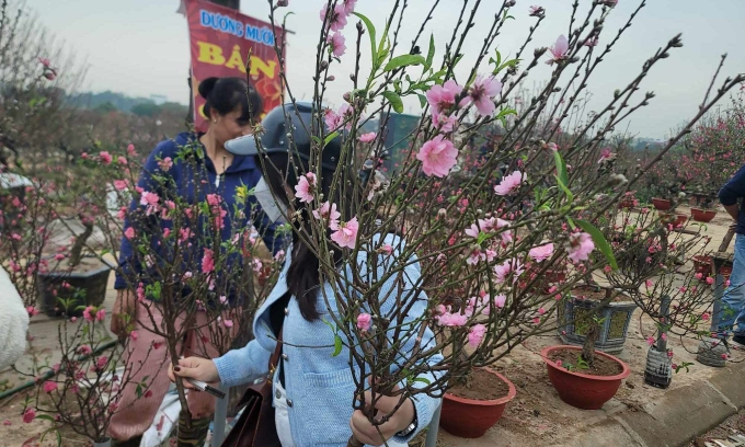 Những cành đào giá 50.000-100.000 đồng bán rất chạy ở khu vực chợ hoa làng La Cả, Hà Đông. Ảnh: Anh Tú