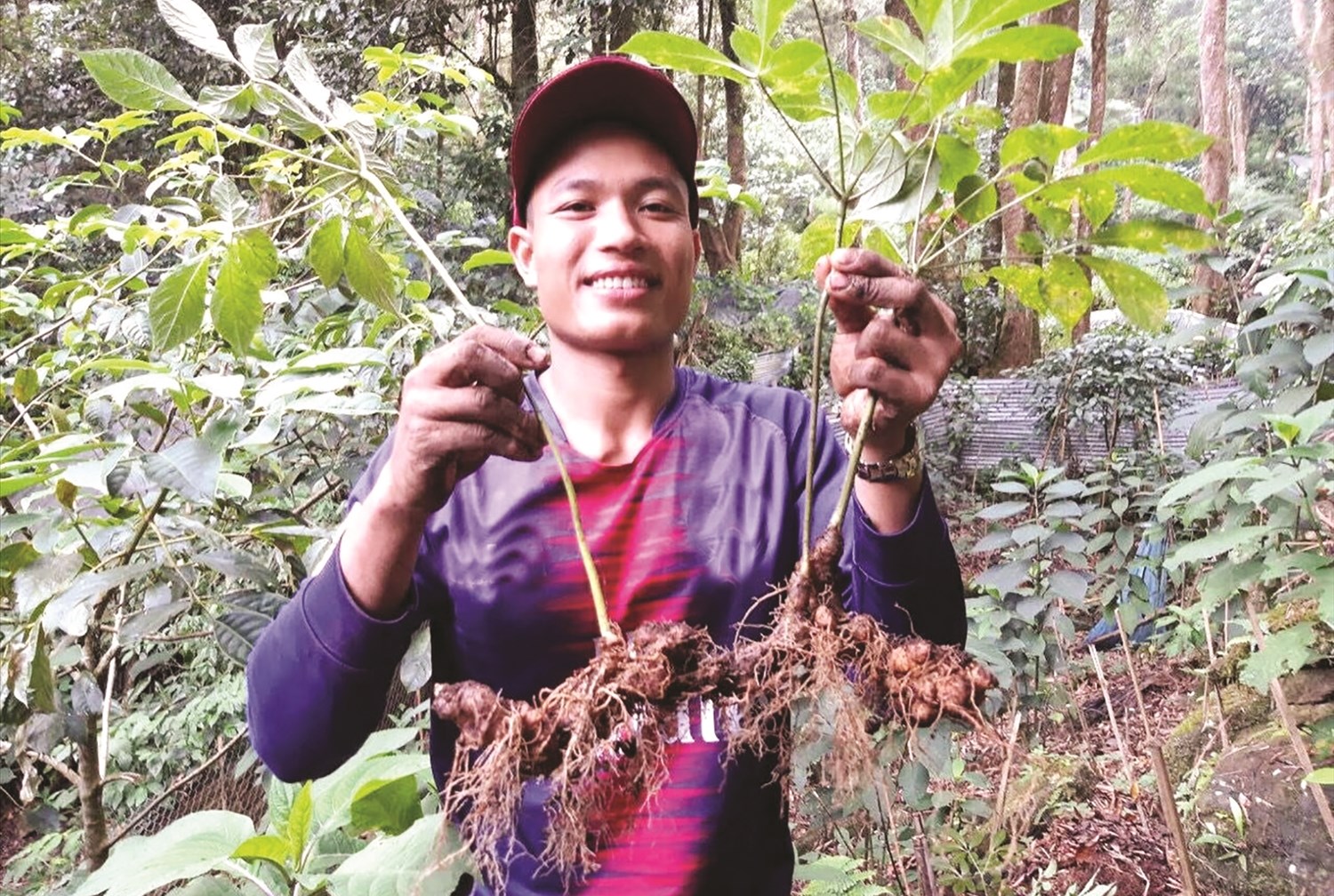 Cây sâm Ngọc Linh đang giúp nhiều hộ đồng bào DTTS ở Tu Mơ Rông có được cuộc sống ổn định, vươn lên làm giàu