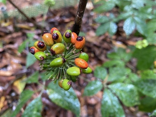 Kon Tum tăng cường kiểm tra, kiểm soát sâm Ngọc Linh giả mạo