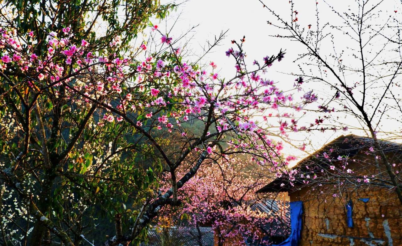 Theo anh Giàng A Phớn (tên thật Nguyễn Văn Trãi), một người làm du lịch lâu năm ở Hà Giang cho hay, Lao Xa là bản làng hiện có hoa đào nở sớm nhất và đang thu hút rất nhiều khách tới tham quan. Ảnh: Giàng A Phớn