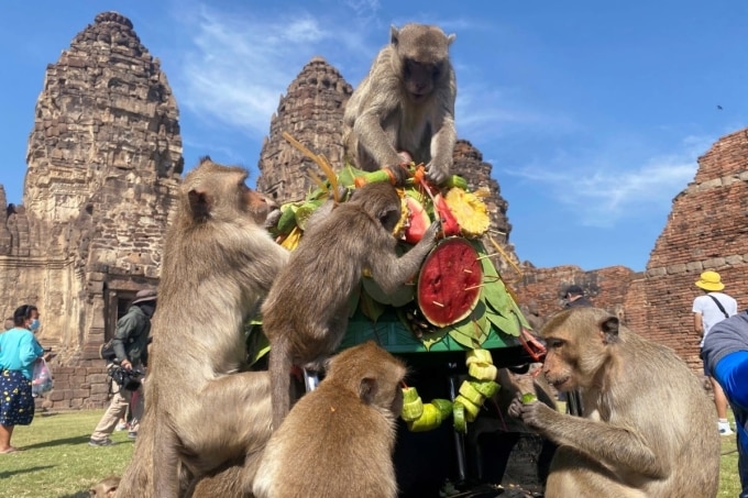 Khỉ hoang xuất hiện khắp thành phố Lopburi. Ảnh: Reuters