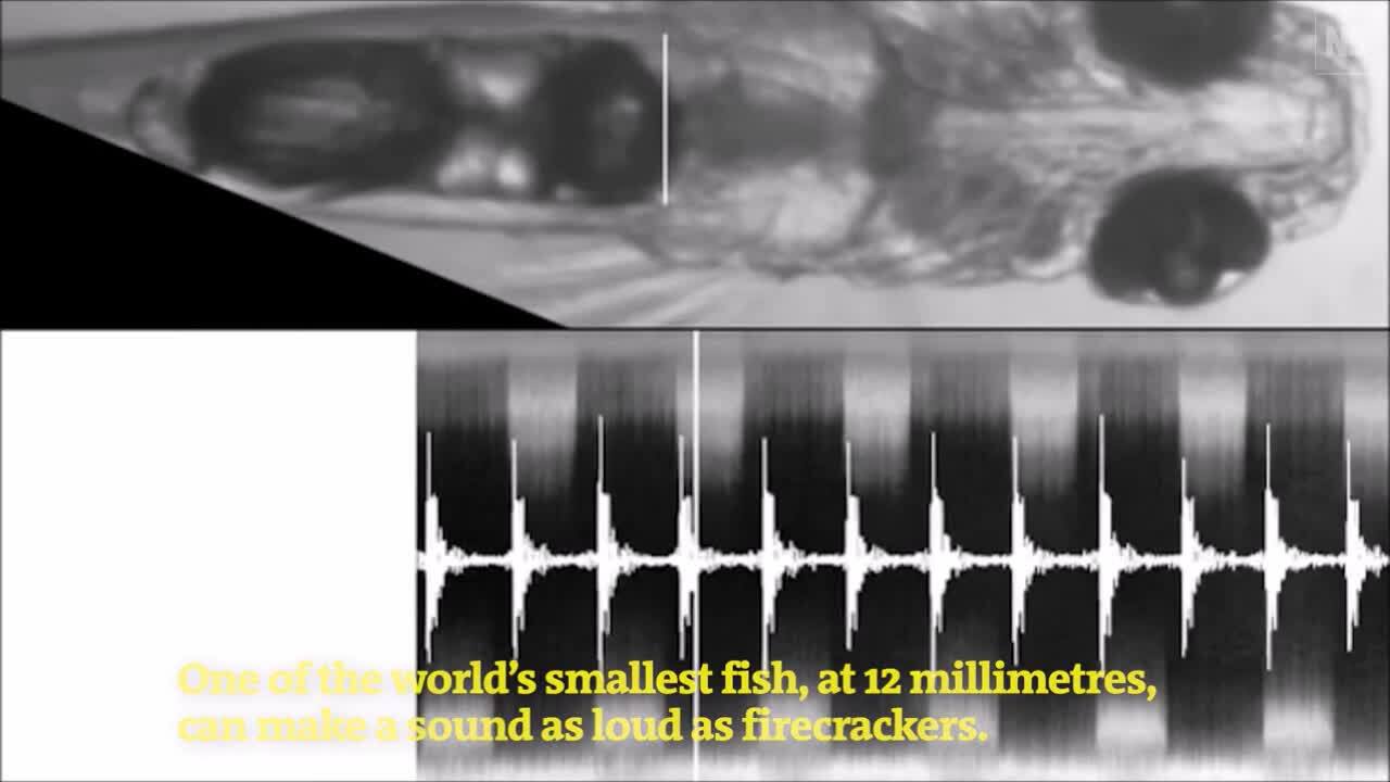 Loài cá dài 12 mm tạo ra âm thanh lớn như máy bay