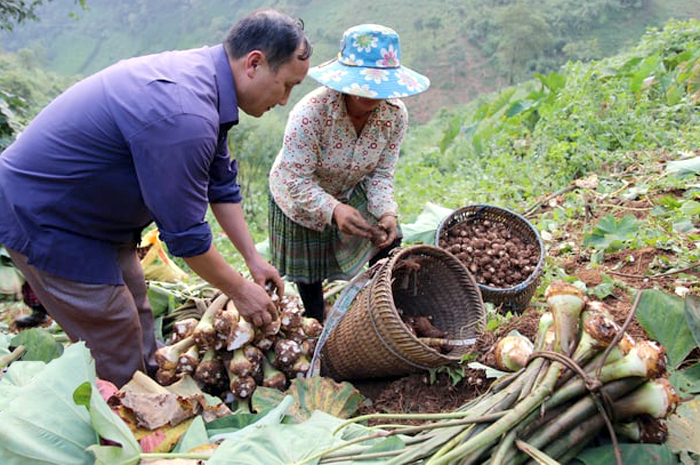 Một xã ở Yên Bái từng trồng cây thuốc phiện thay lương thực, giờ 