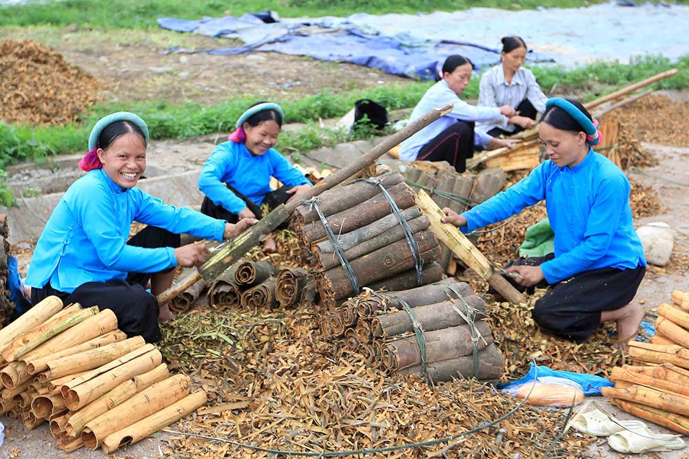 Niềm vui mùa thu hoạch quế của người dân tộc Sán Chỉ (huyện Bình Liêu). Ảnh: Khánh Giang 