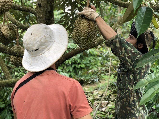 Nhìn lại một năm bội thu của nông dân ở Đắk Lắk