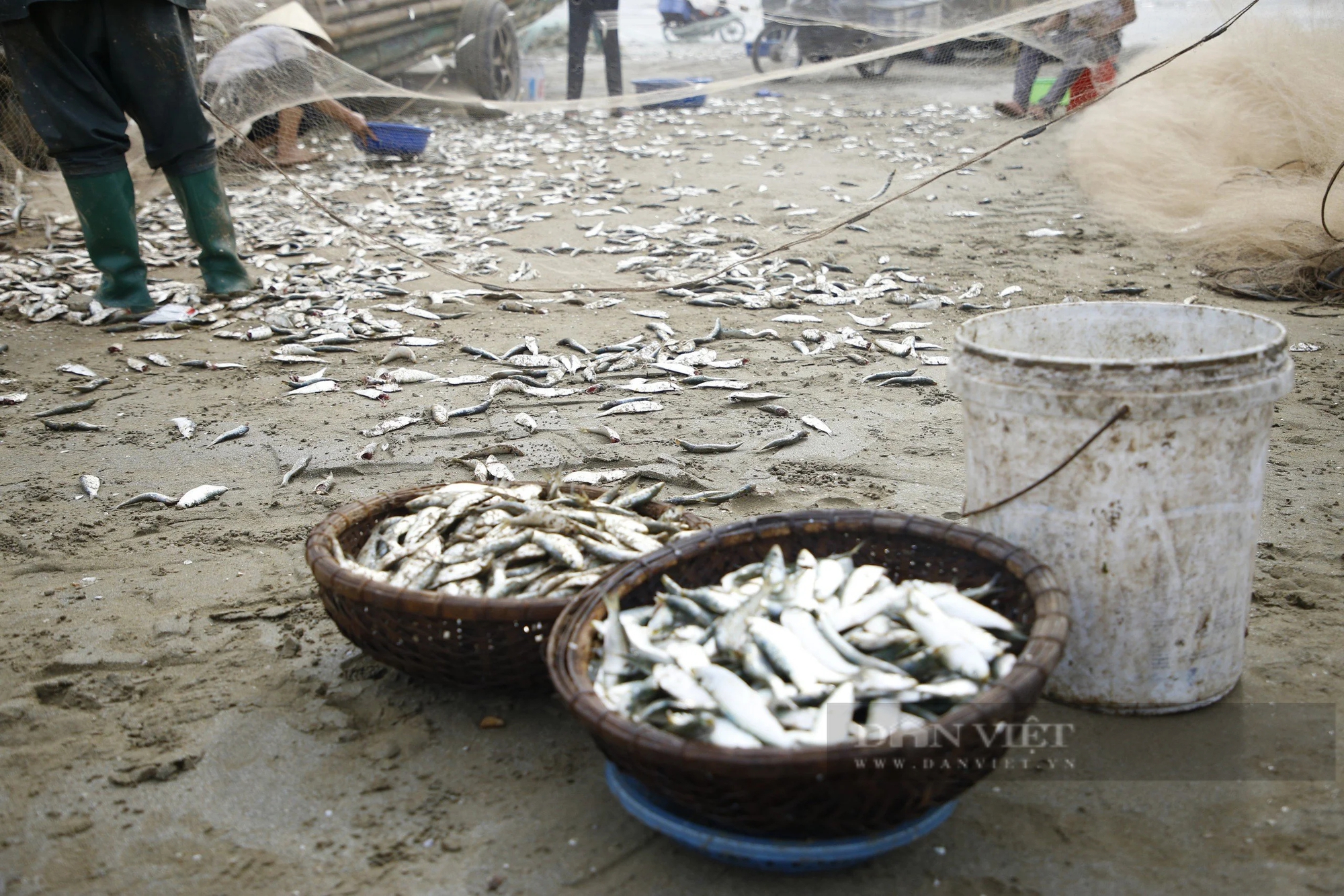 Tháng Giêng là tháng ăn chơi, nhưng ở một nơi của Thanh Hóa là tháng gỡ cá trích mỏi tay- Ảnh 1.