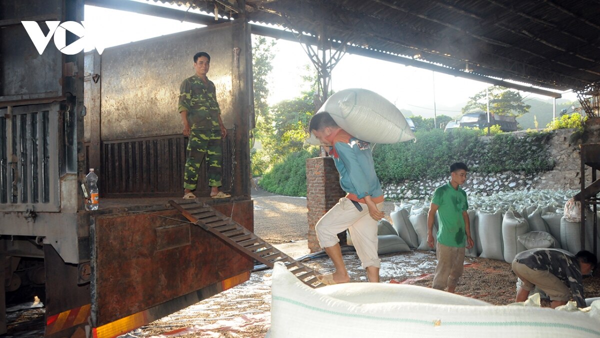 trong ca phe, nong dan son la thanh trieu phu hinh anh 1