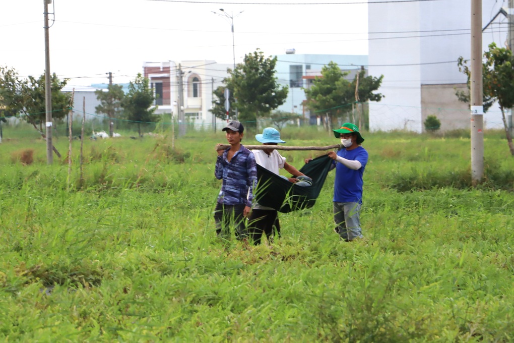 Tuyệt chiêu vận chuyển dưa hấu Tết bằng võng  - 2