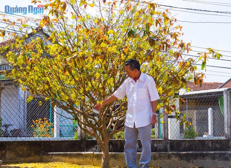 Vì sao một làng ở Quảng Ngãi ví như xứ sở ngàn mai, cả làng trồng mai đẹp mê mẩn mà chả bán bao giờ- Ảnh 1.