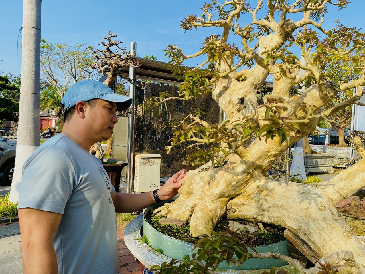 Dàn bonsai thế độc dáng lạ quy tụ, người xem mãn nhãn- Ảnh 5.