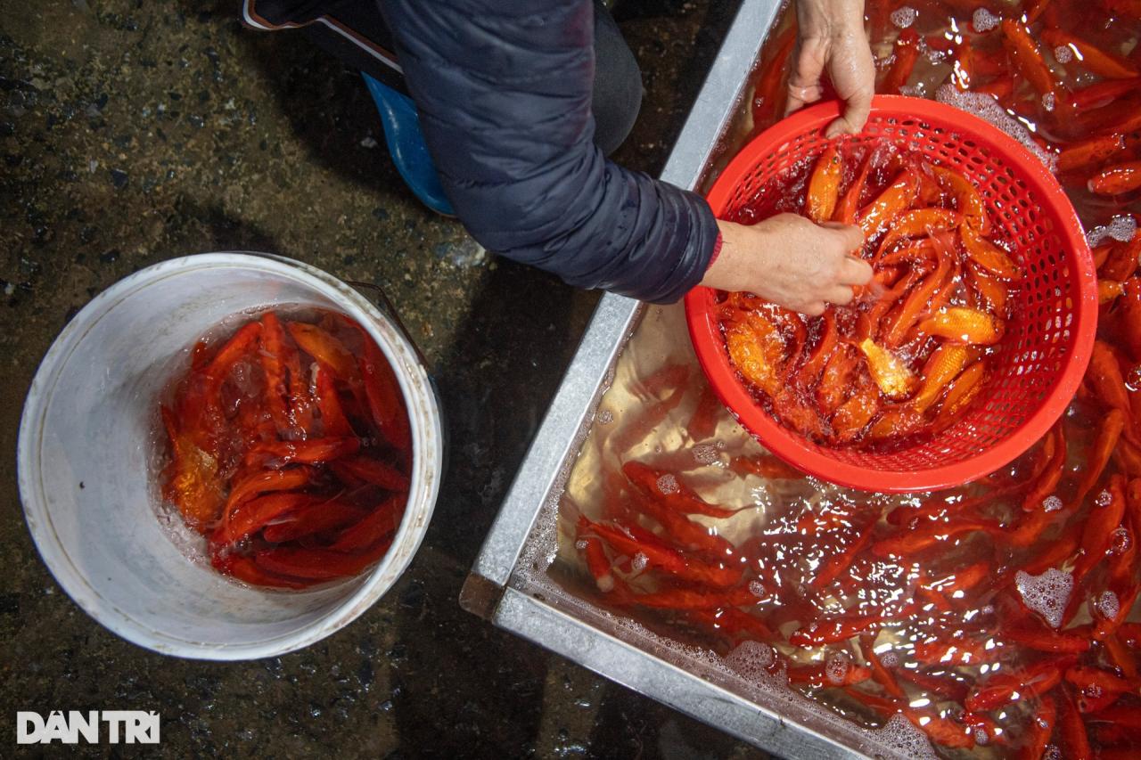 Chợ cá lớn nhất Hà Nội tấp nập, tiểu thương vẫn lo vì cá chép đỏ rớt giá - 5