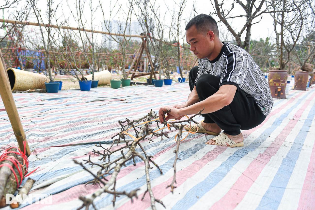 Đào phai, mai tàn, người Hà Nội chi tiền triệu mua lê rừng sau Tết - 6